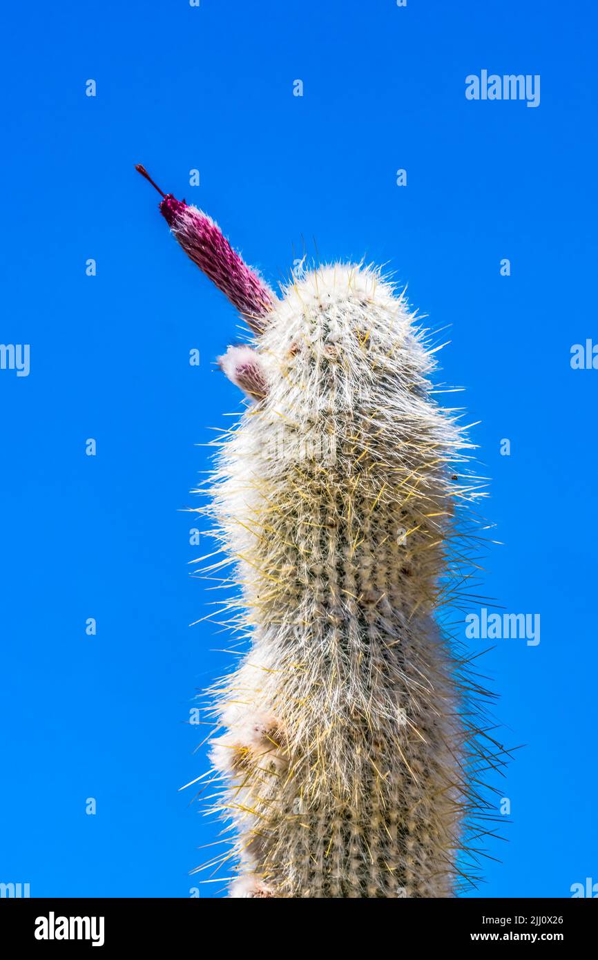 Silver Torch Wooly Torch Cactus Cleistocactus Strausii Red Flower Desert Botanical Garden Tucson Arizona Garden created in the 1960s Stock Photo