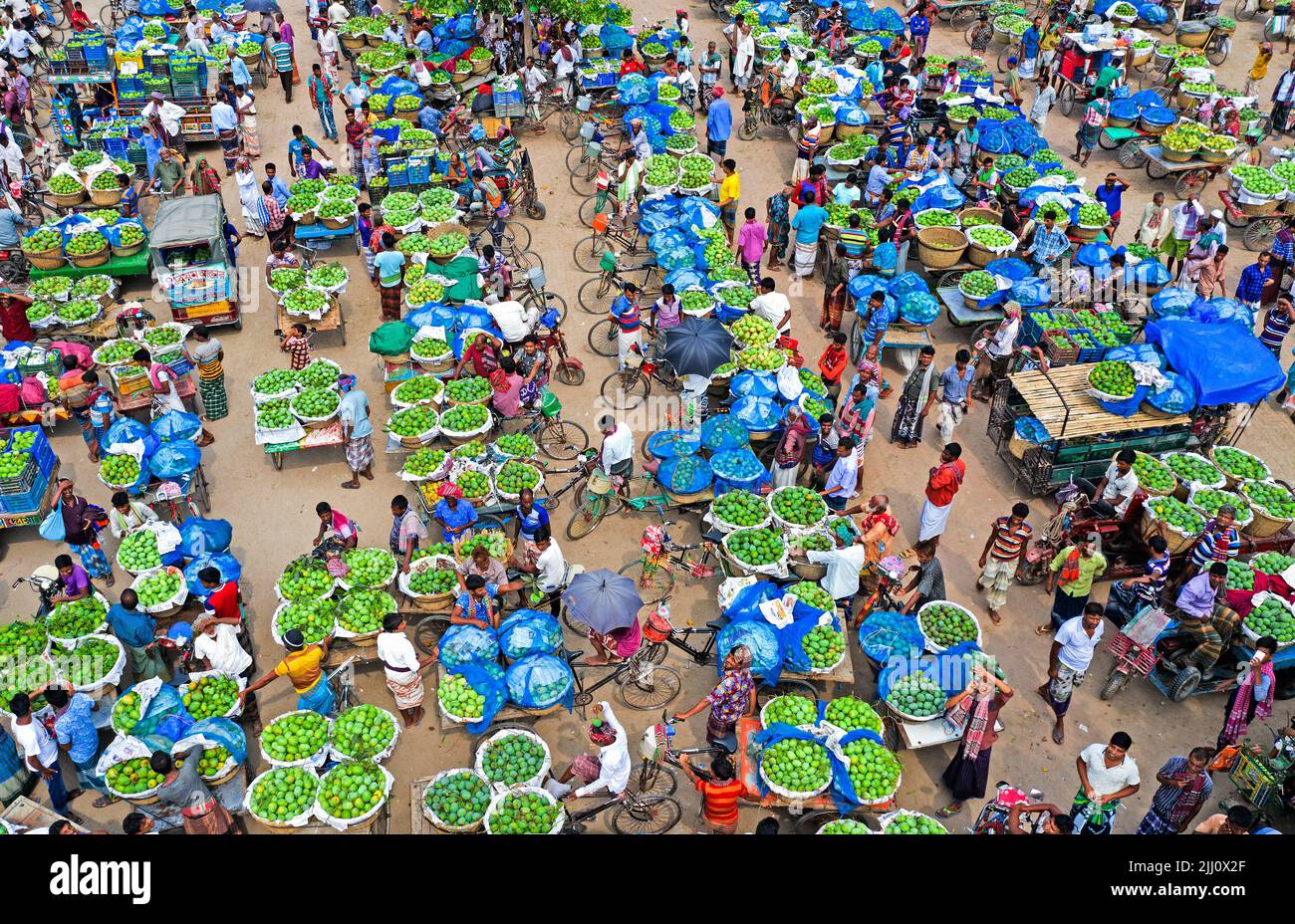 Busy wholesale mango market in rural Bangladesh, mangoes stacked on bi ...