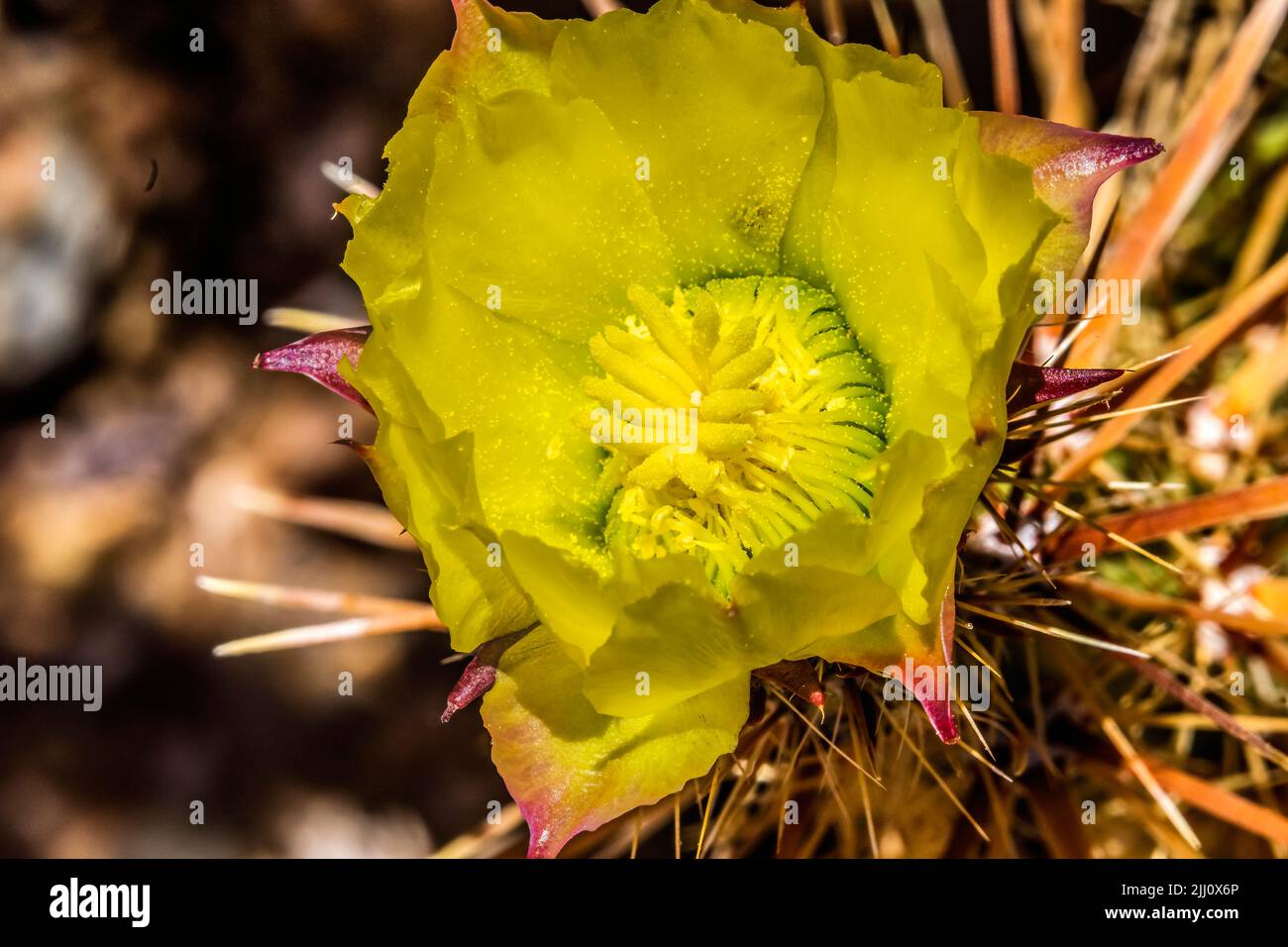 Yellow Blossom Club Cholla Cactus Blooming Macro Grusonia Clavata Sonora Desert Museum Tucson Arizona Stock Photo
