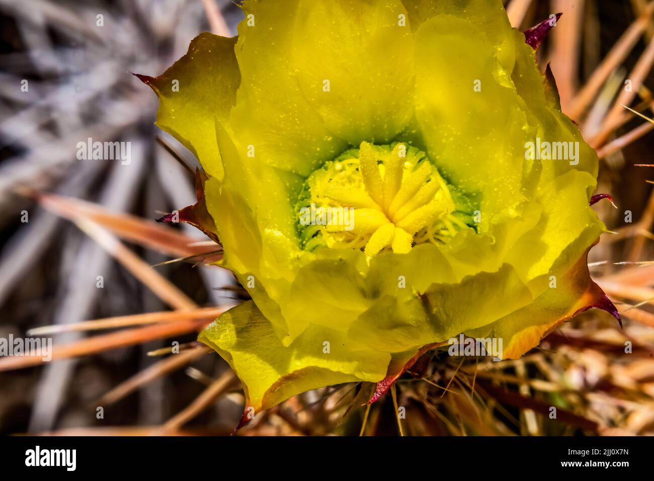 Yellow Blossom Club Cholla Cactus Blooming Macro Grusonia Clavata Sonora Desert Museum Tucson Arizona Stock Photo