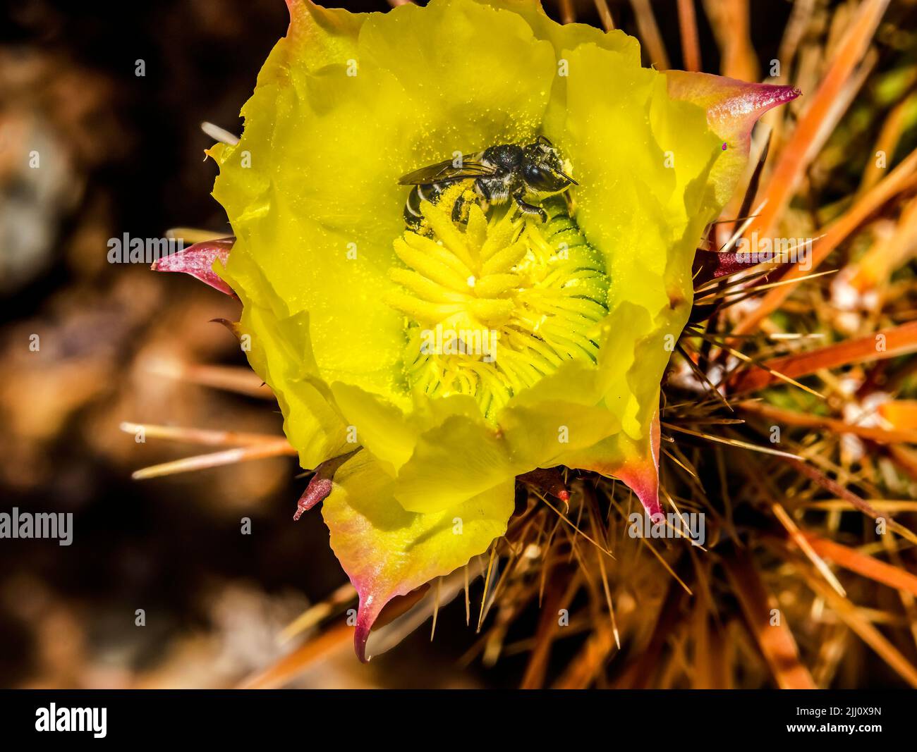 Bumble Bee Yellow Blossom Club Cholla Cactus Blooming Macro Grusonia Clavata Sonora Desert Museum Tucson Arizona Stock Photo