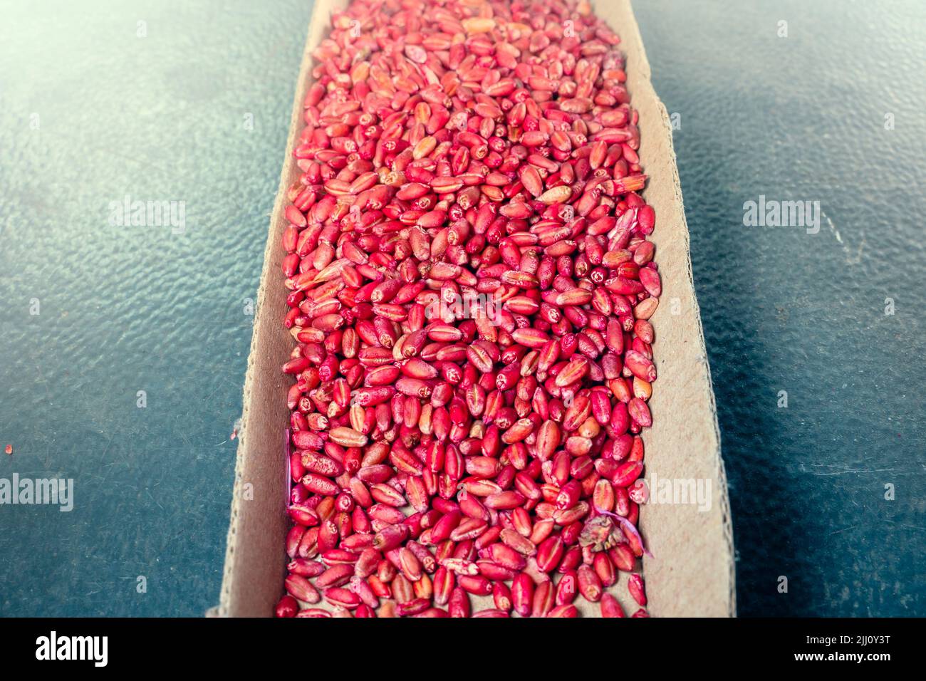 Poison for rodents from wheat dyed in a bright rich red pink color. Poison bait for field mice, large pile in a cardboard box Stock Photo