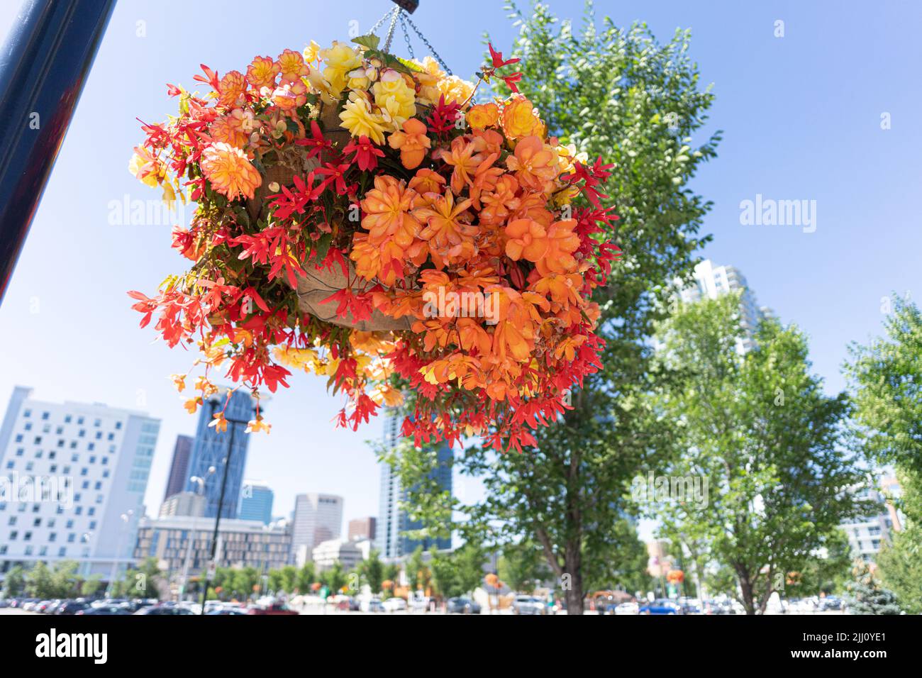 Hanging flower baskets on Calgary downtown streets in summer Stock Photo Alamy