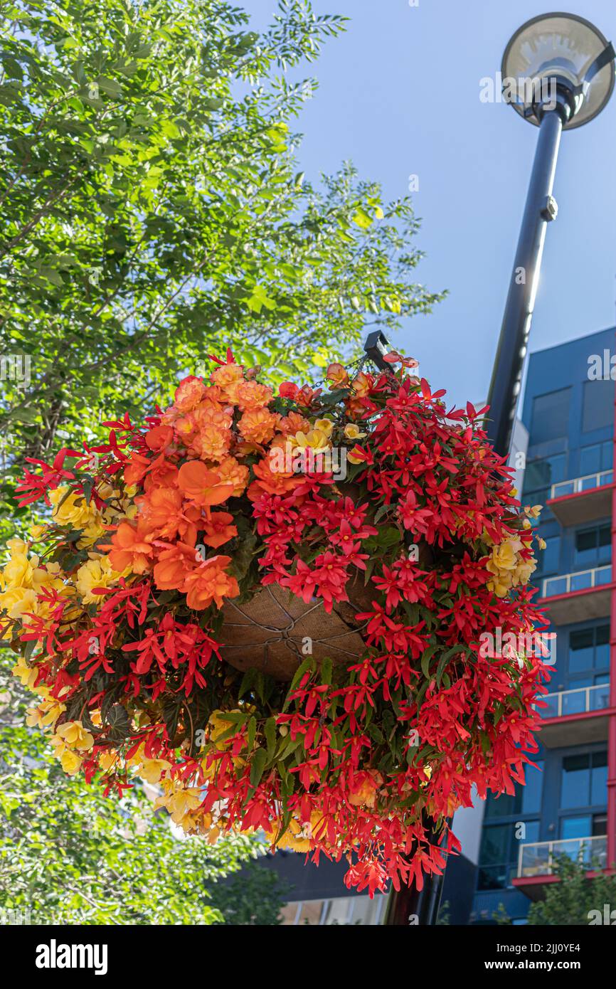 Hanging flower baskets on Calgary downtown streets in summer Stock