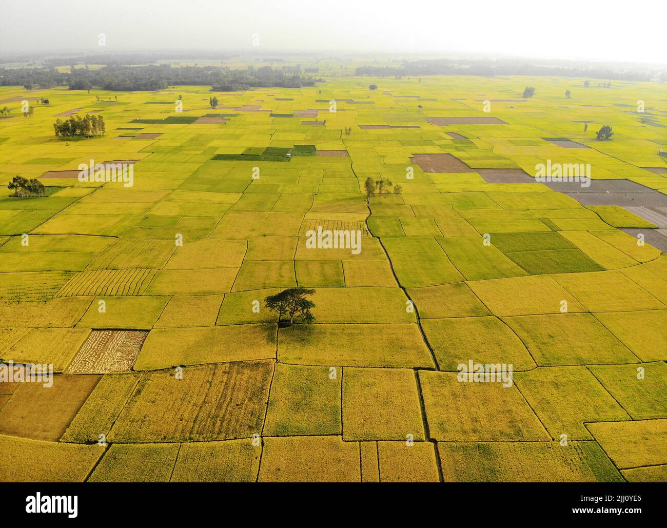 Patterns In Rice Field Rice field patterns hi-res stock photography and images - Alamy