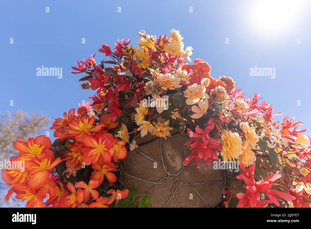 Hanging flower baskets on Calgary downtown streets in summer Stock