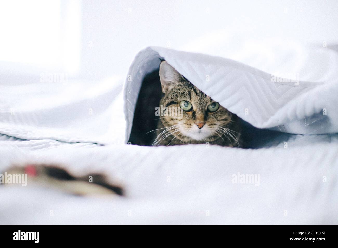 Cat ears hires stock photography and images Alamy