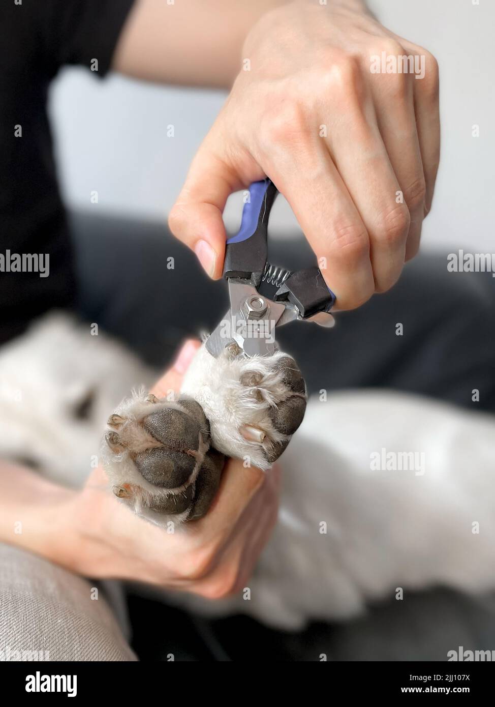 Why Is My Dog Losing His Nails