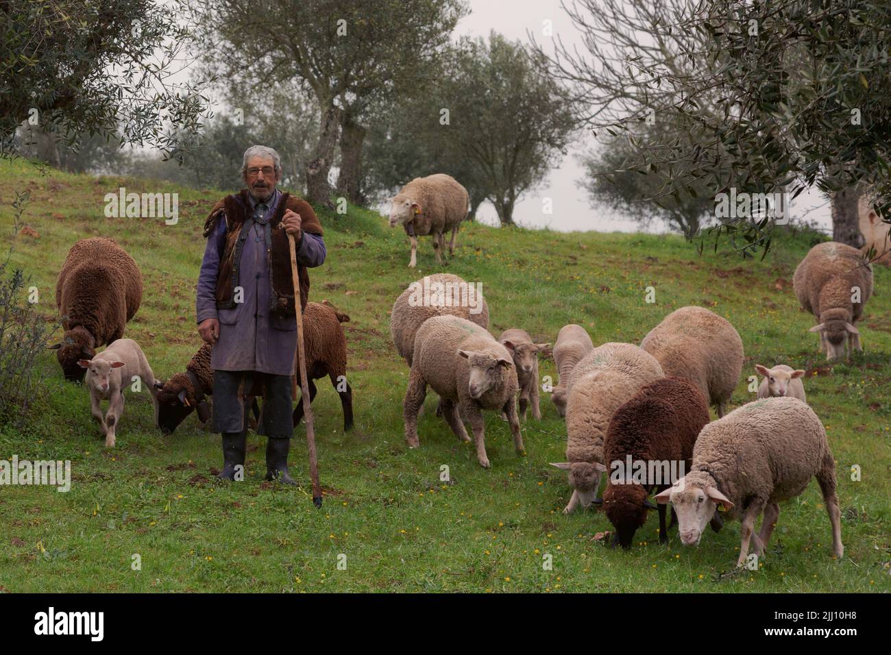 typical shepherd sheep in the field Stock Photo