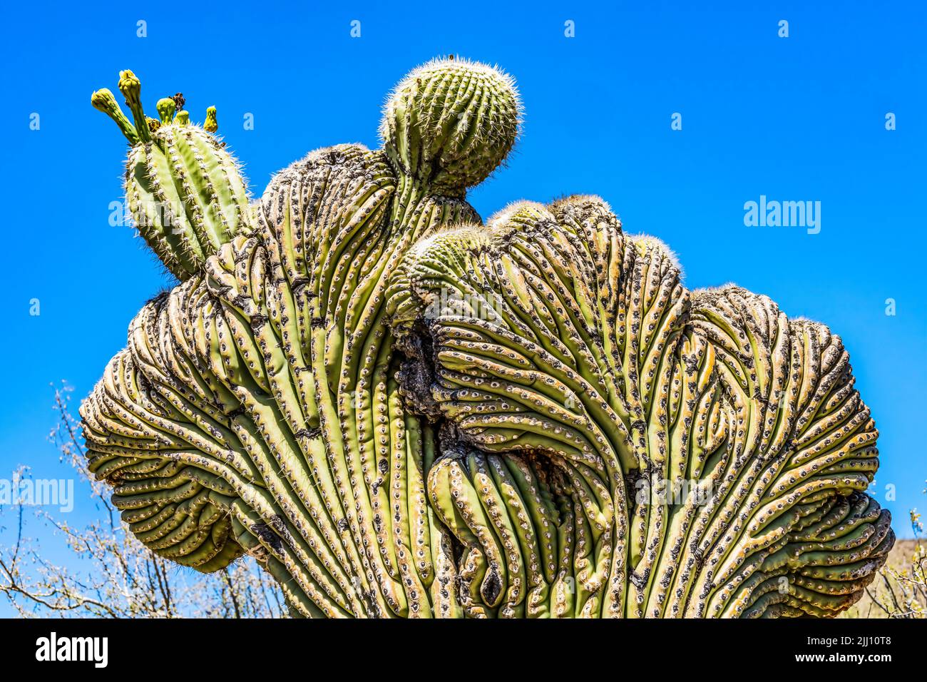 Cristate Crested Sajuaro Cactus Sonora Desert Museum Tucson Arizona. Carnegiea gigantea. Largest