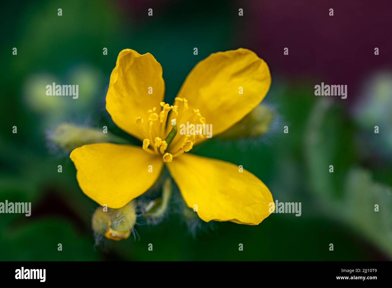 Chelidonium majus flower in meadow, macro Stock Photo