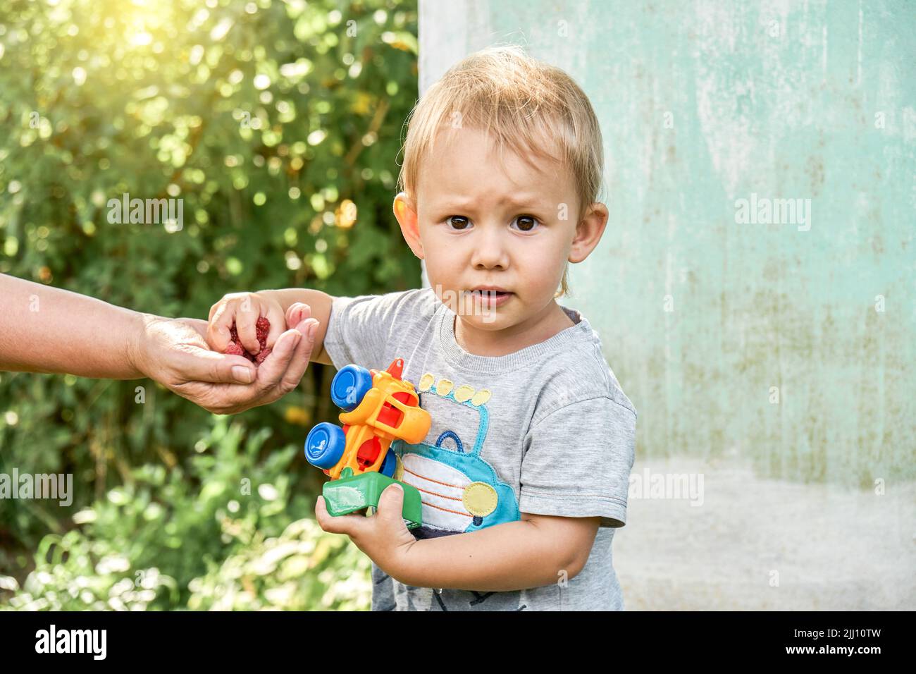 Cute toddler boy takes raspberries from grandmother palm holding truck toy. Little grandson with blond hair spends summer in countryside closeup Stock Photo