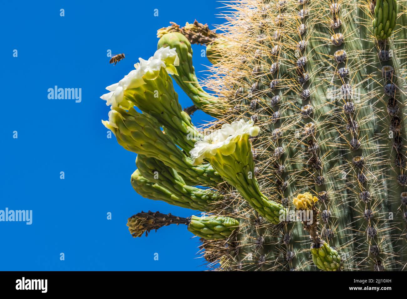 Honey Bee Flying Large White Flowers Sajuaro Cactus Blooming Saguaro