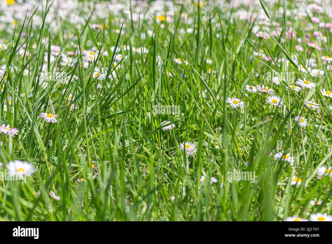 Daisies in meadow in grass, side view, close-up, selective focus. Delightful meadow with daisies on sunny day outdoors, summer. White and pink Bellis Stock Photo