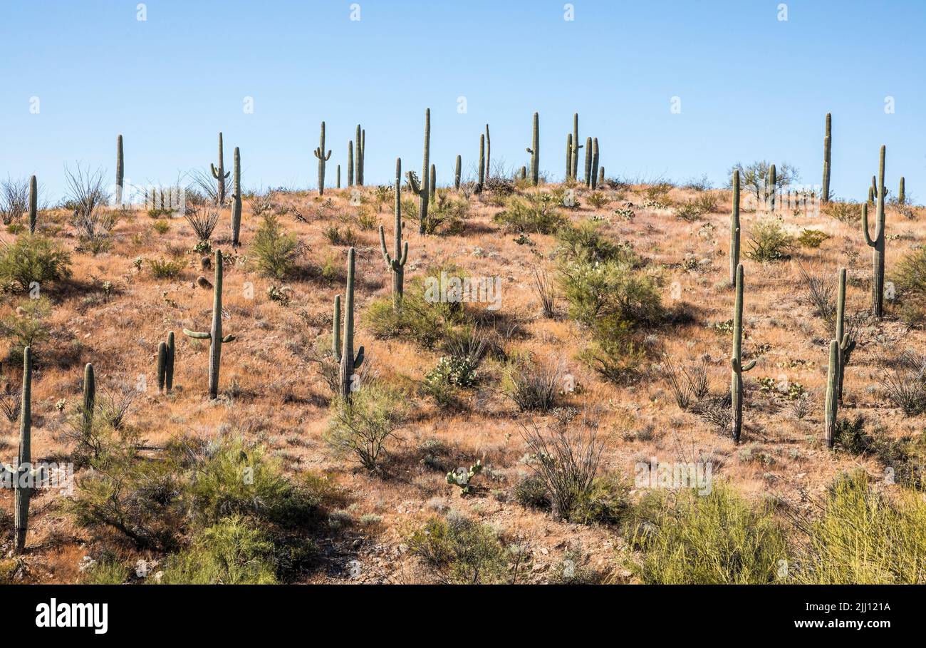 A hillside at the Arizona Sonoran Desert Museum outside Tucson, Arizona. Stock Photo