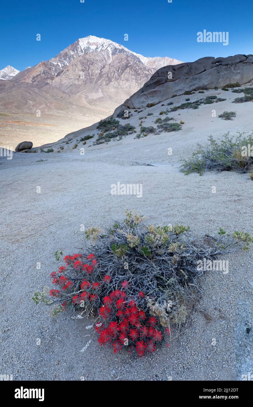 Indian Paintbrush blooming in Buttermilk Boulders with Mt. Tom in background Stock Photo