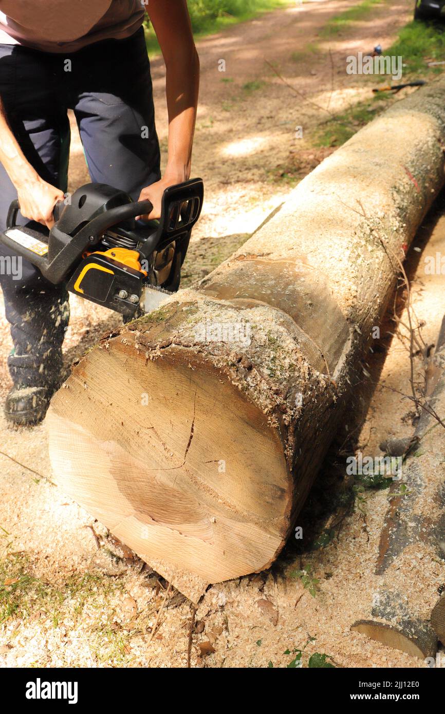 Sawing firewood with a chainsaw in the forest Stock Photo - Alamy