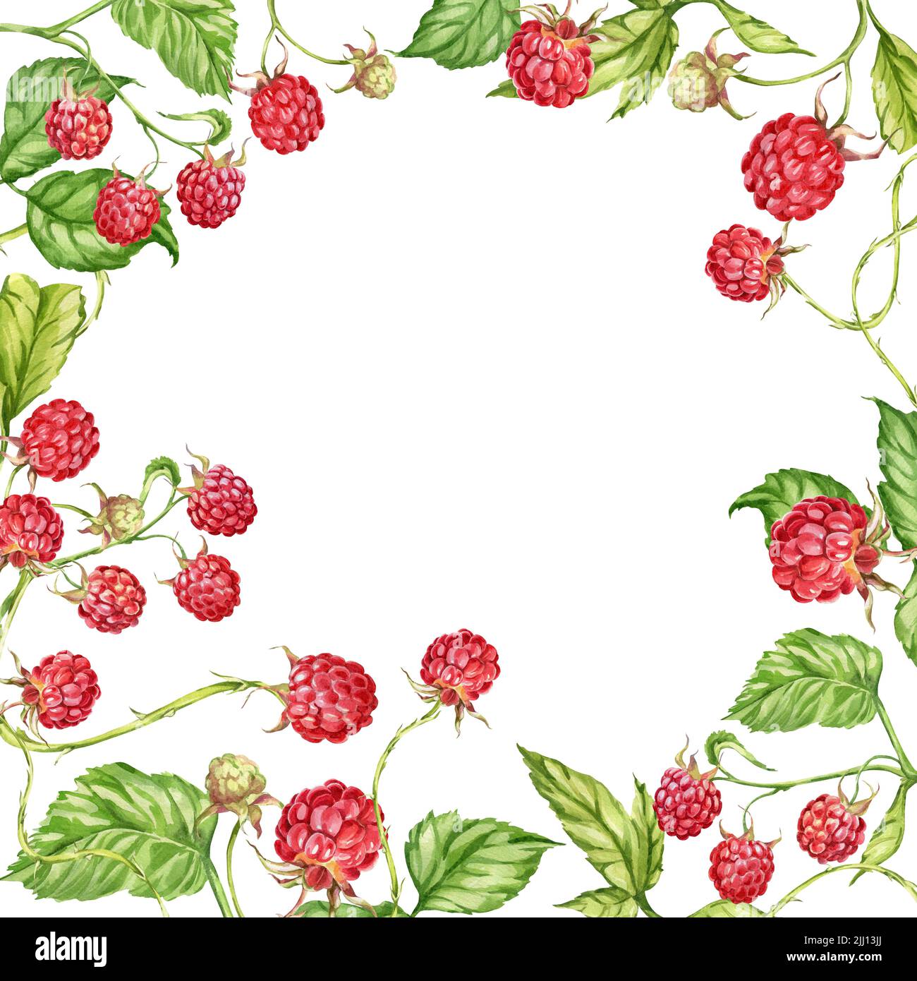 Botanical Waters Raspberry Raspberry. watercolor botanical illustration of raspberry berries and ...