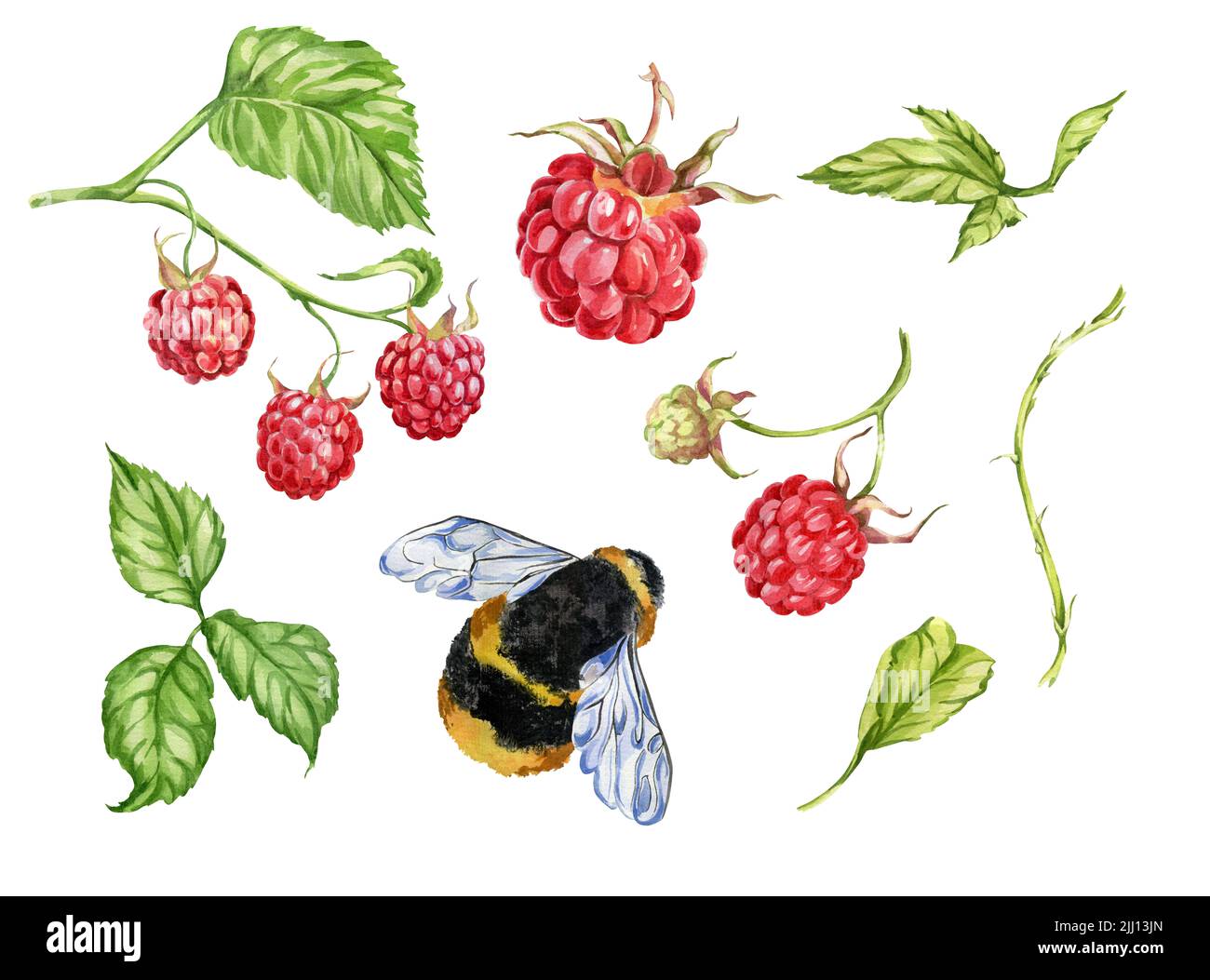 Botanical Waters Raspberry Raspberry. watercolor botanical illustration of raspberry berries and ...