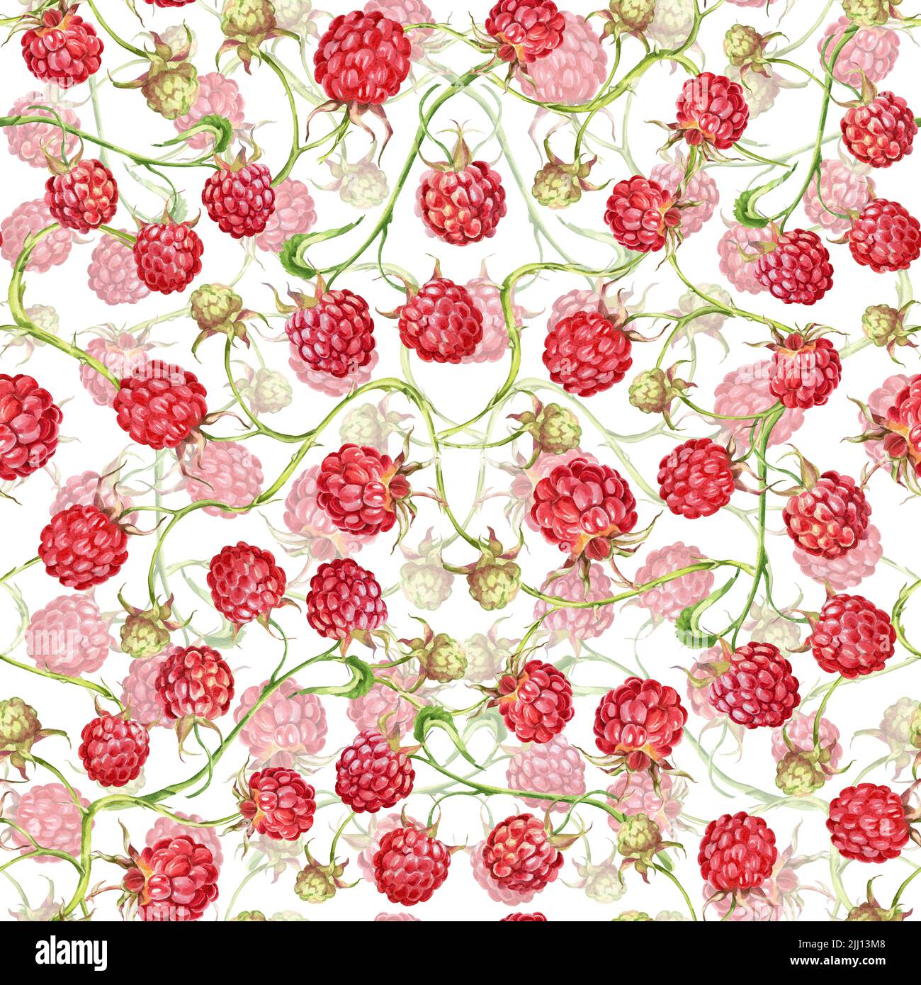 Watercolor Raspberry Background Raspberry. watercolor botanical illustration of raspberry berries and ...