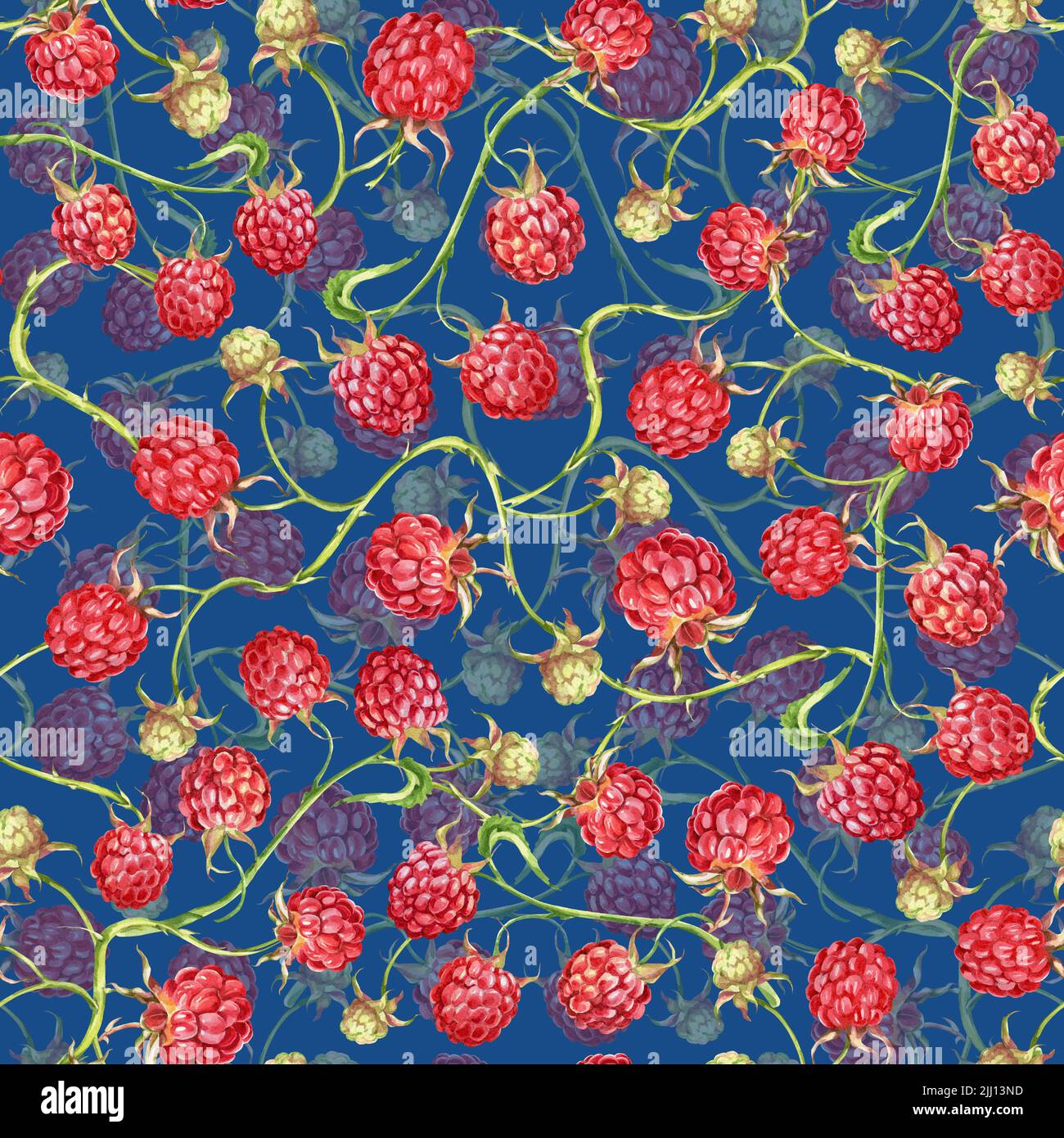 Raspberry. watercolor botanical illustration of raspberry berries and