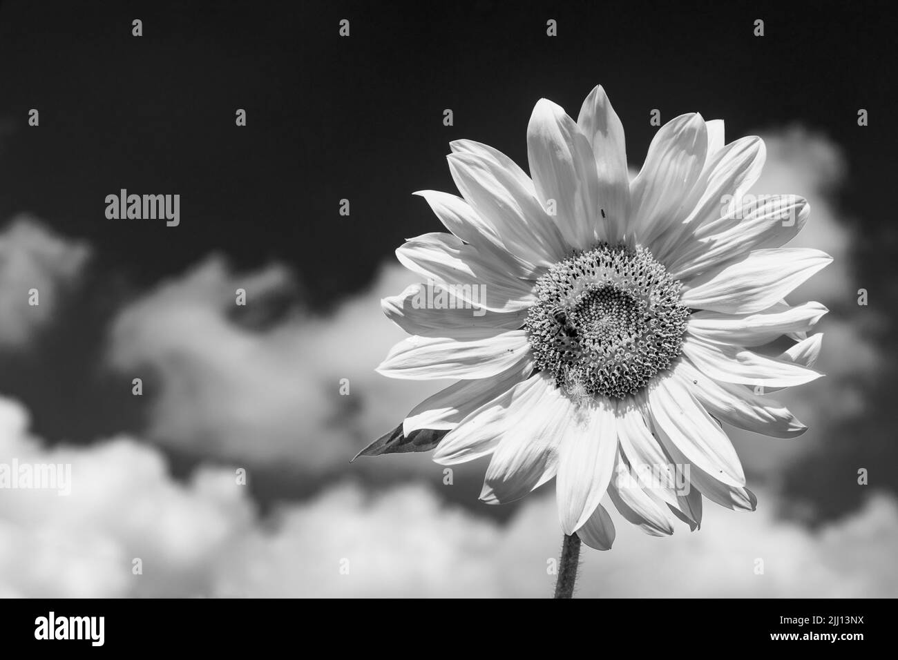 Sunflowers detail Black and White Stock Photos & Images - Alamy