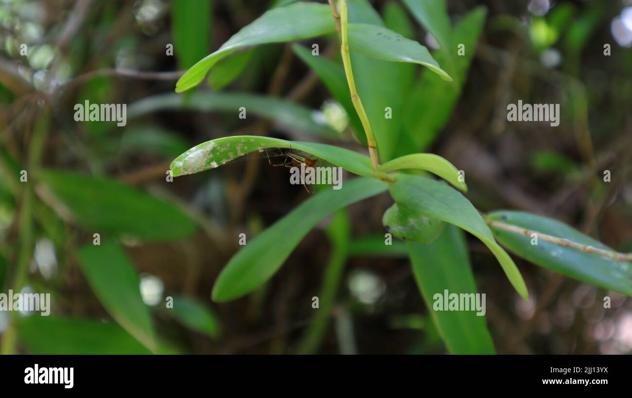 A spider web with a female orange color white striped spider and spider eggs under an Orchid leaf Stock Photo