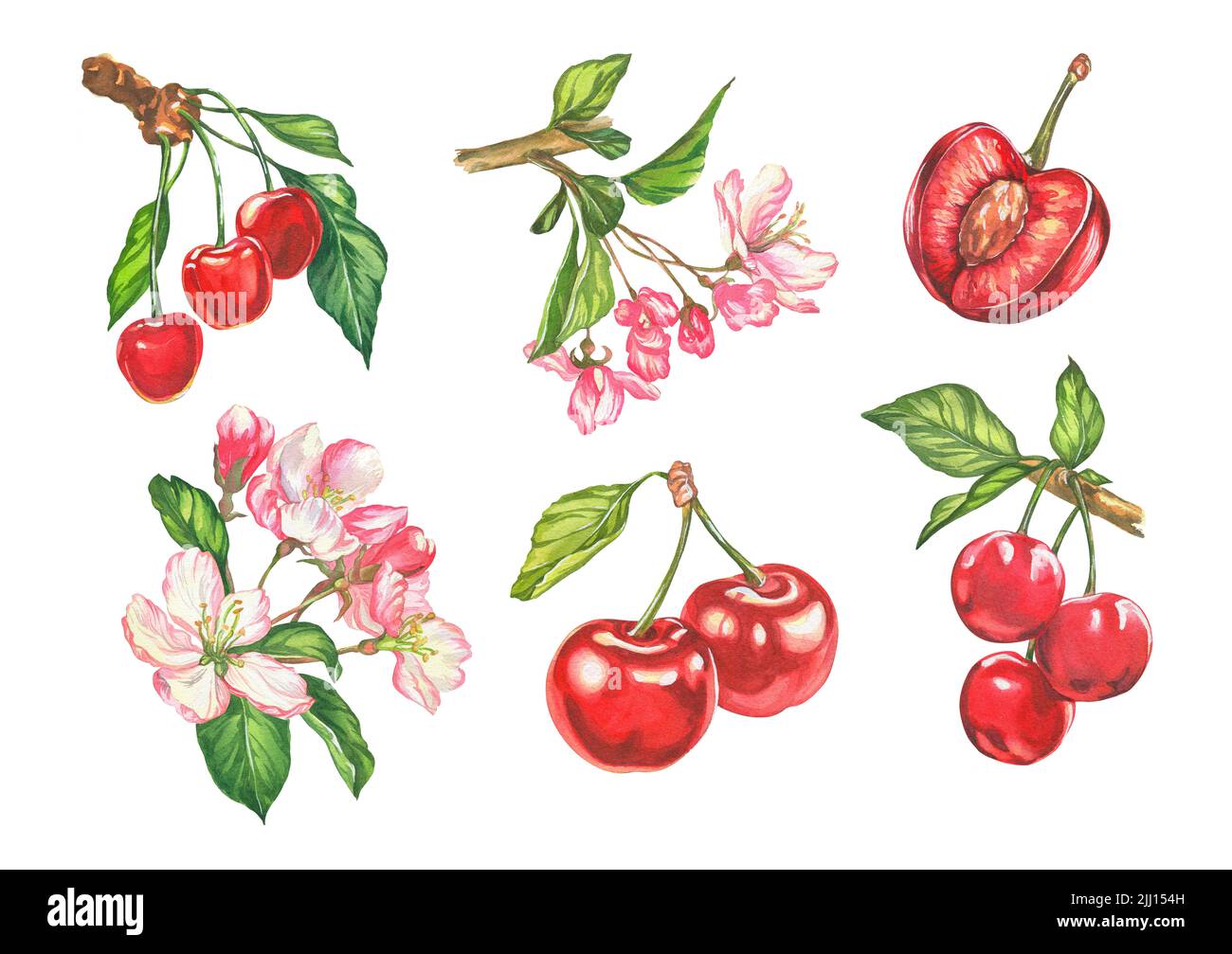 Cherry. watercolor botanical illustration of cherry berries and flowers