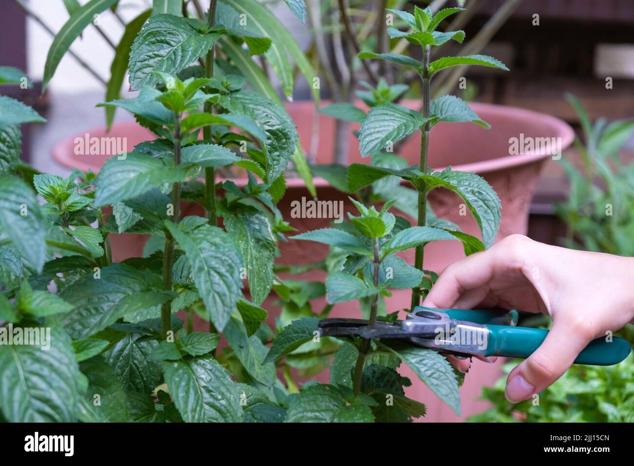 Picking Mint in the Vegetable Garden. Women's hands cut mint with