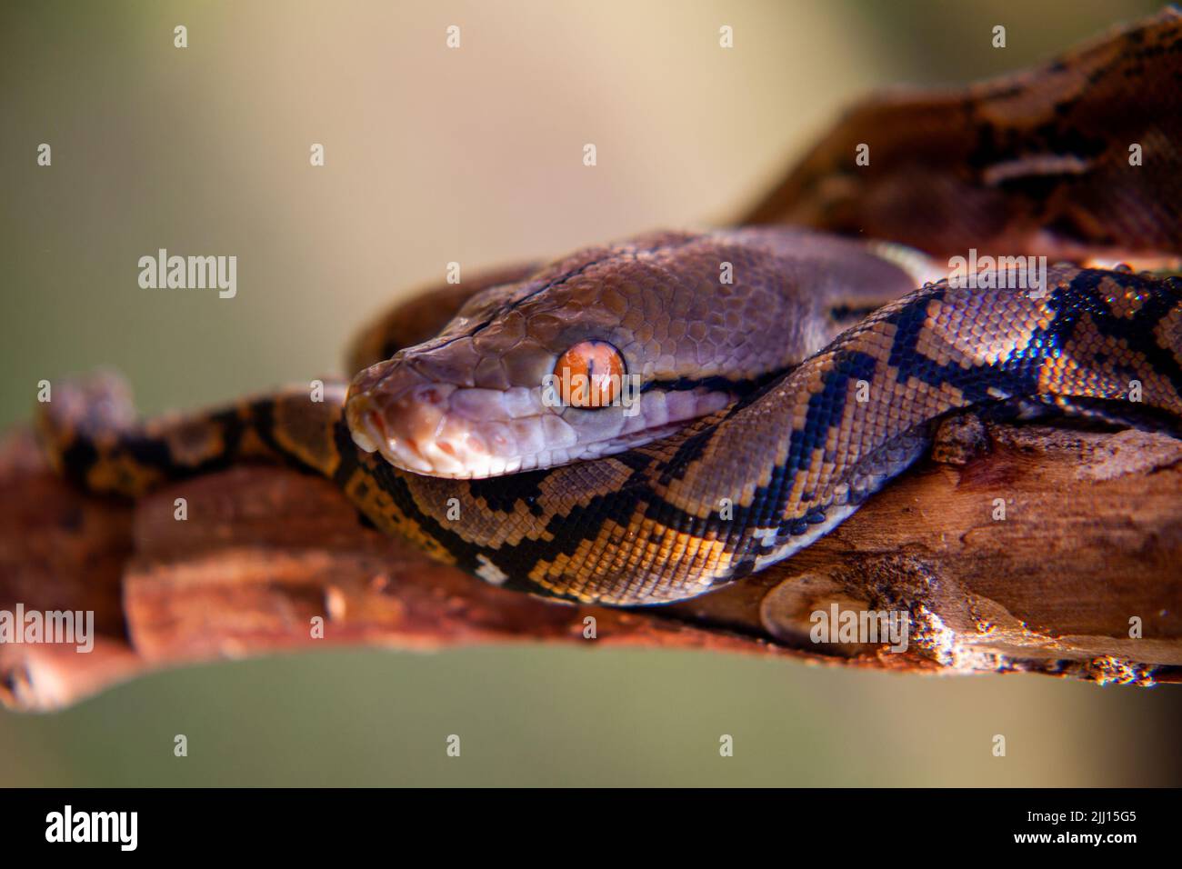 python on branch with brown pattern Stock Photo