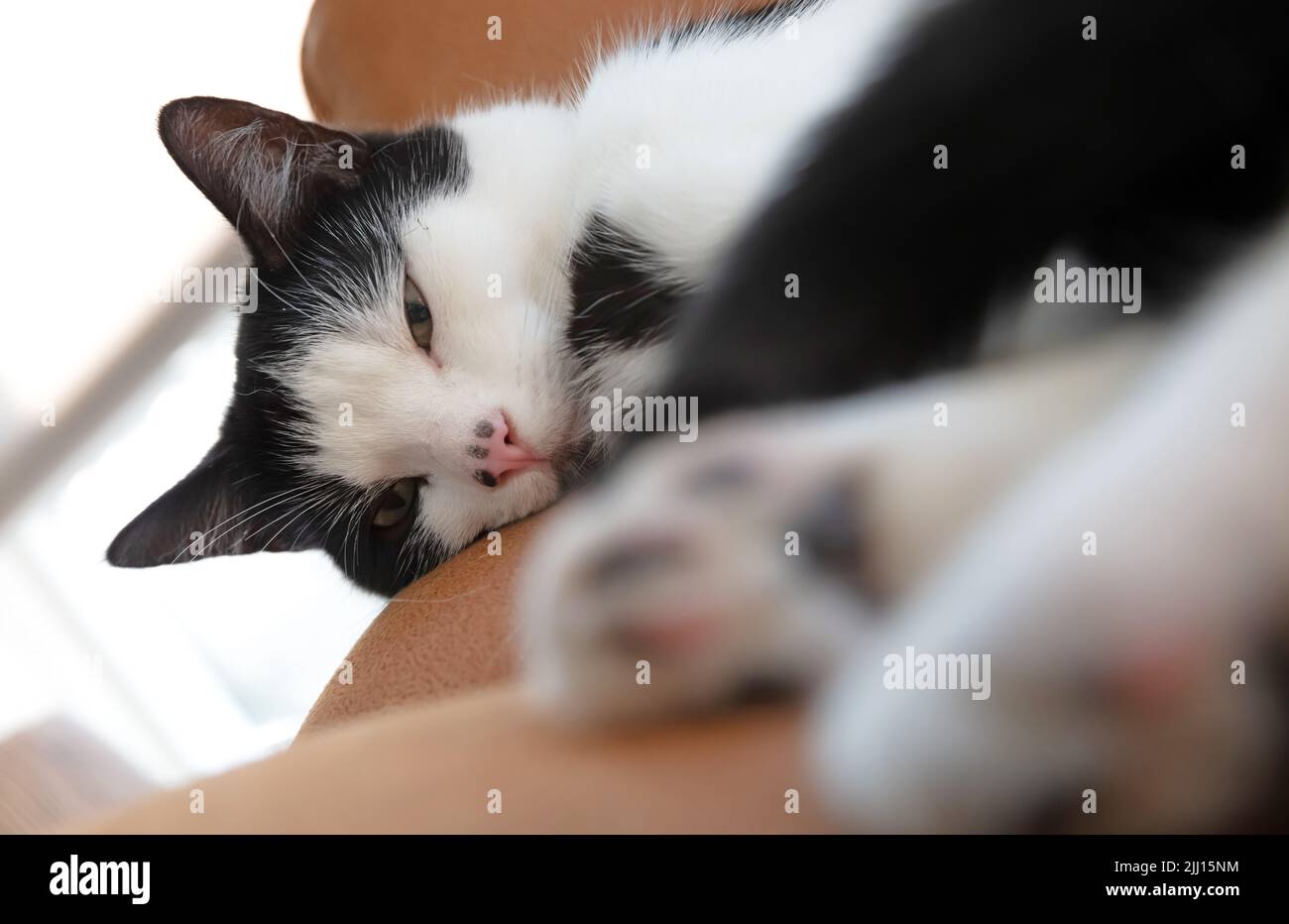 Black and white cat sleeping on a chair Stock Photo - Alamy