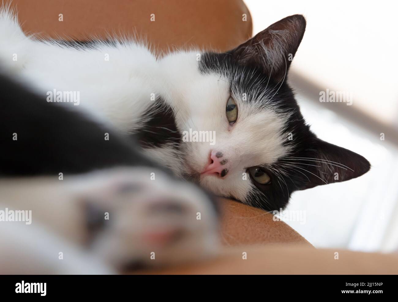 Black and white cat sleeping on a chair Stock Photo - Alamy