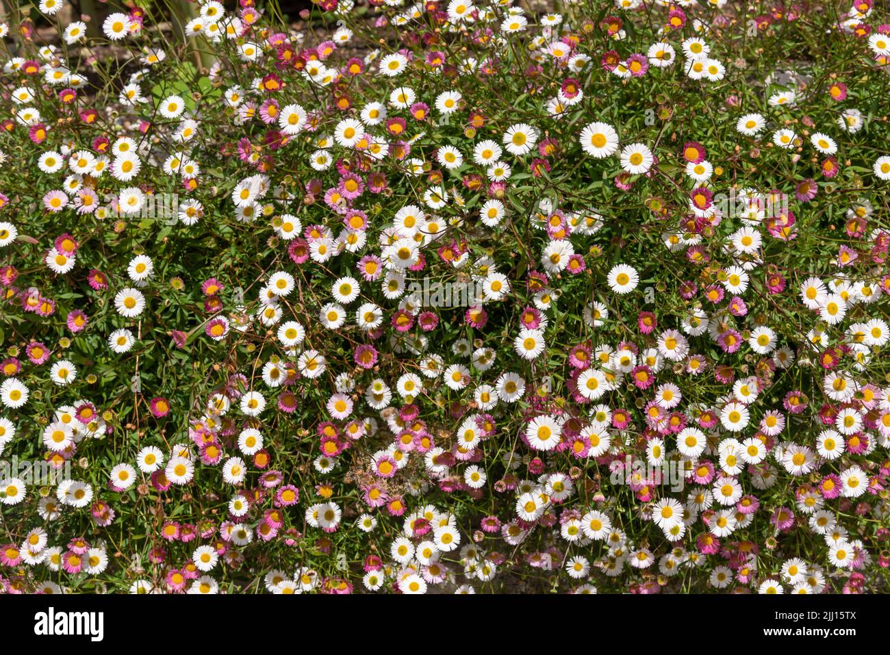 Erigeron karvinskianus, Santa Barbara Daisy or Mexican daisy Stock Photo