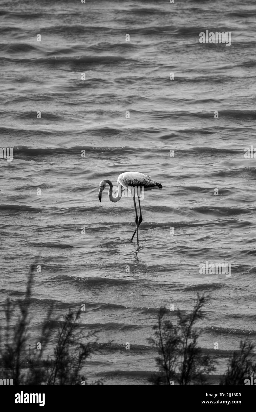 A vertical shot of a white greater flamingo standing in the water in daylight Stock Photo