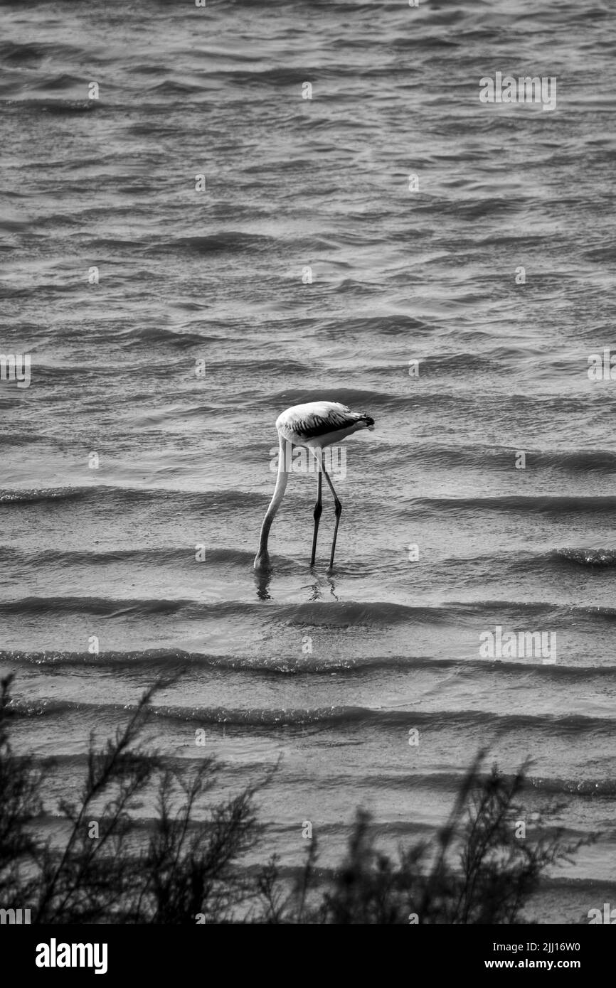 A vertical shot of a greater flamingo standing in the lake with its head underwater Stock Photo
