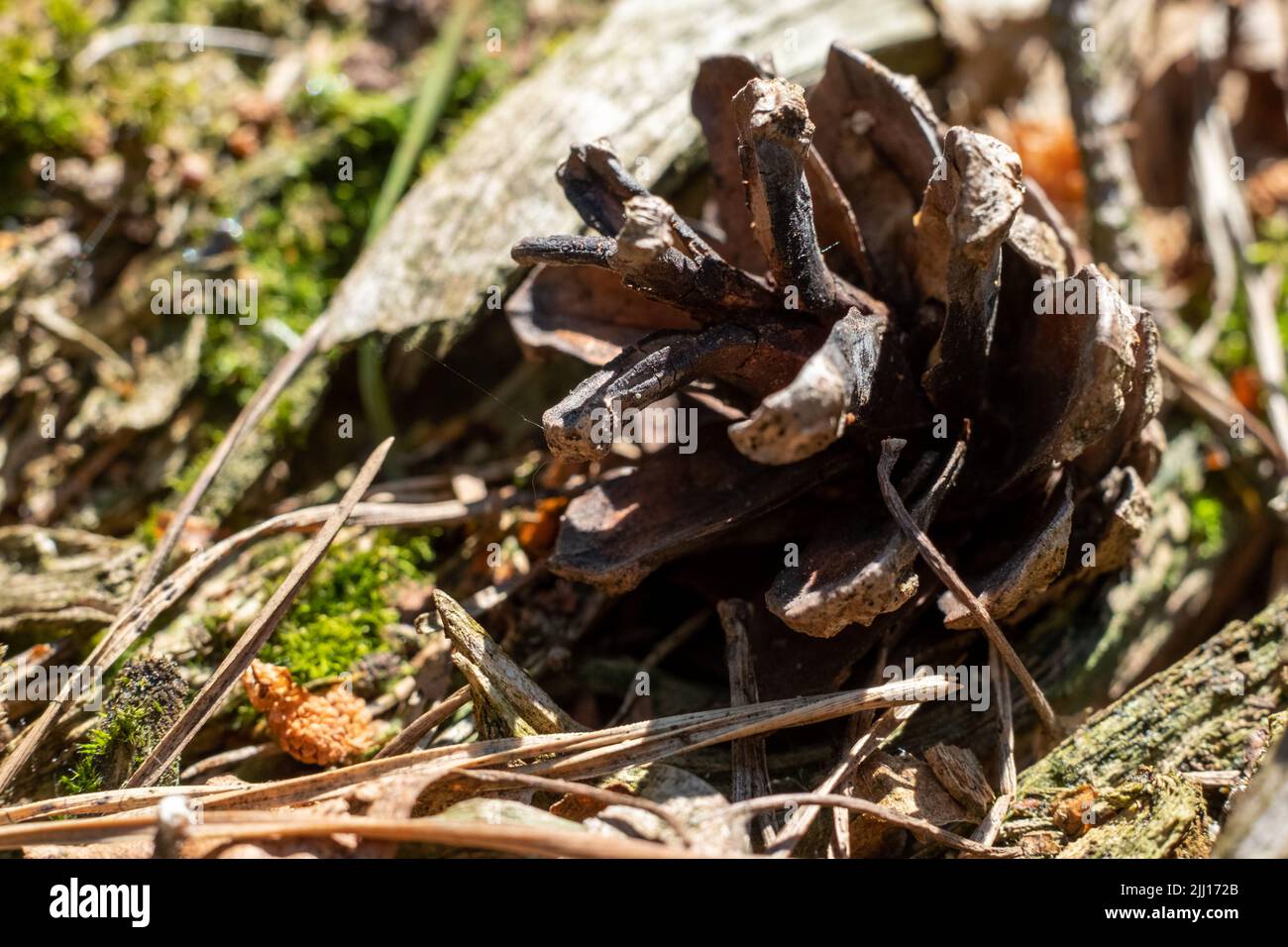 Cone in the woods, Pinecone on moss. Bumps, moss, and needles coniferous wood in the forest, Pine Cones on the ground, and grass. High quality photo Stock Photo