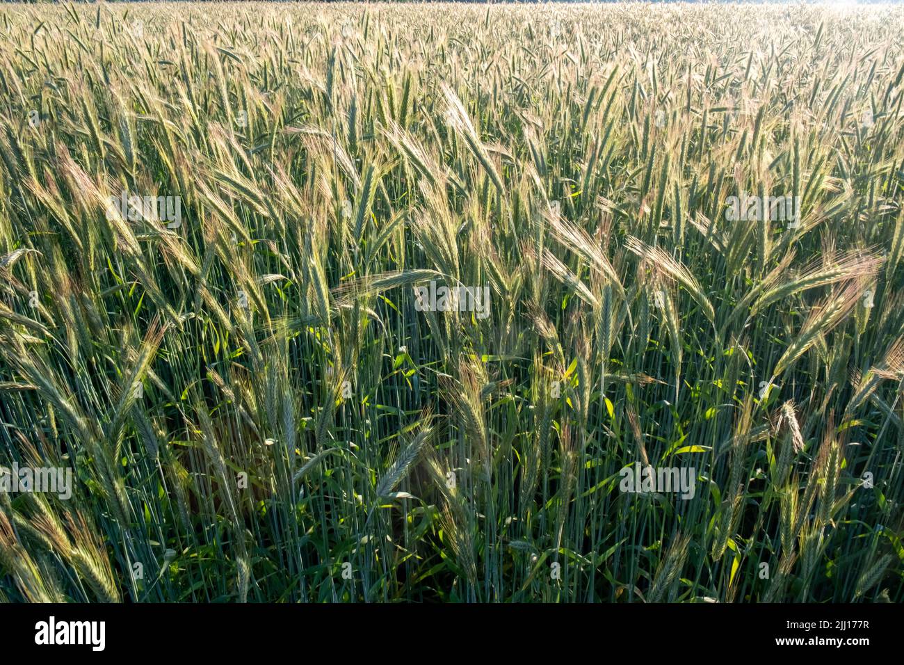 Wheat field. Close up of Ears of golden wheat against the rising or setting sun. Beautiful Nature Sunset Landscape. Rural Scenery under Shining Sunlight during sunrise or sunset. Rich harvest Concept. Background of ripening ears of wheat field.Label art design. High quality photo Stock Photo