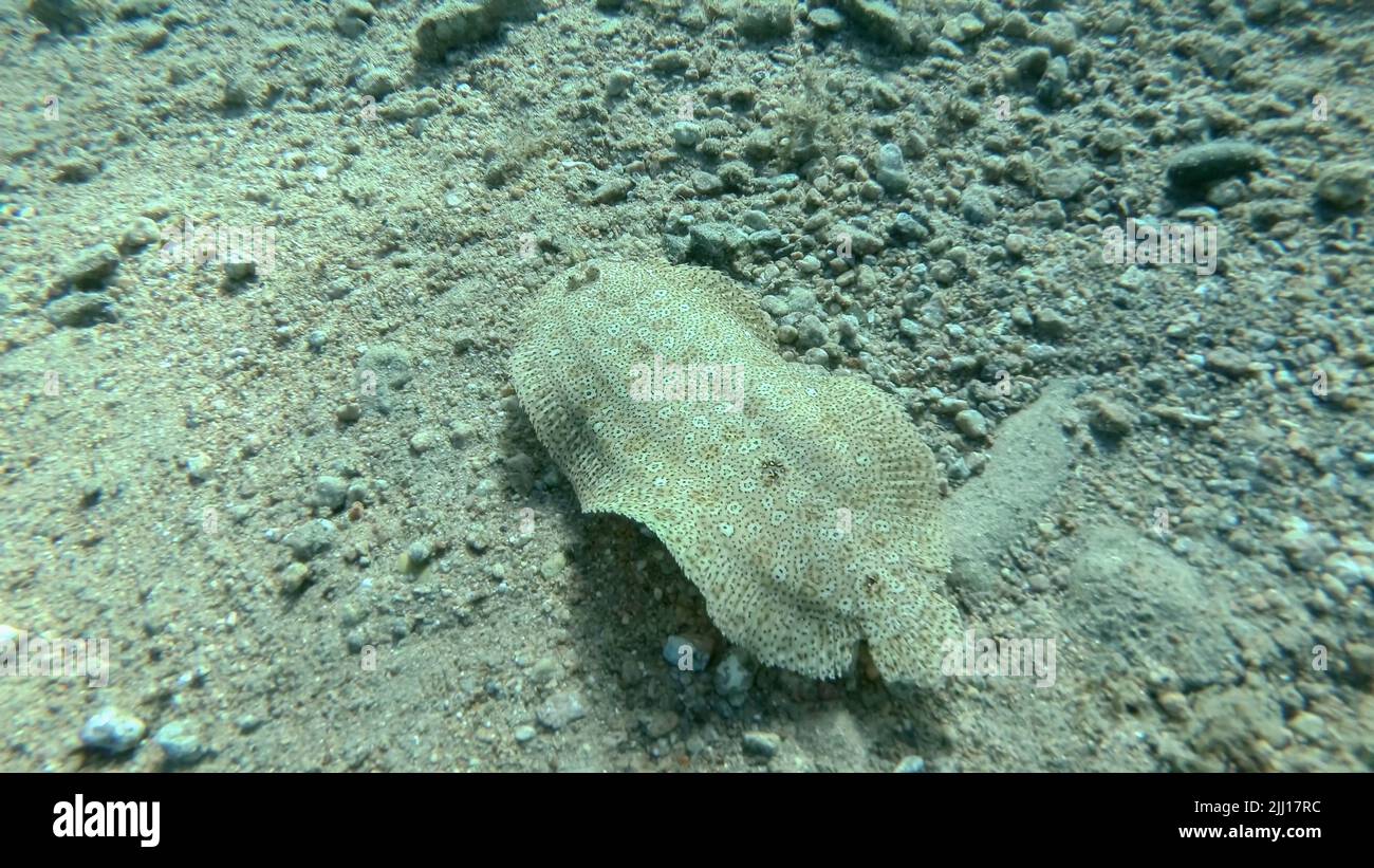 Closeup of the Flounder fish swim over sandy bottom. Leopard flounder