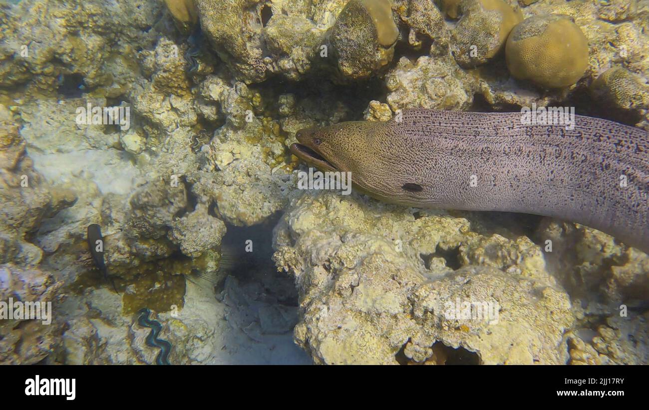 Close up of Moray eel swims over top of coral reef in shallow water in the morning sunlights. Giant moray (Gymnothorax javanicus) Red sea, Egypt Stock Photo