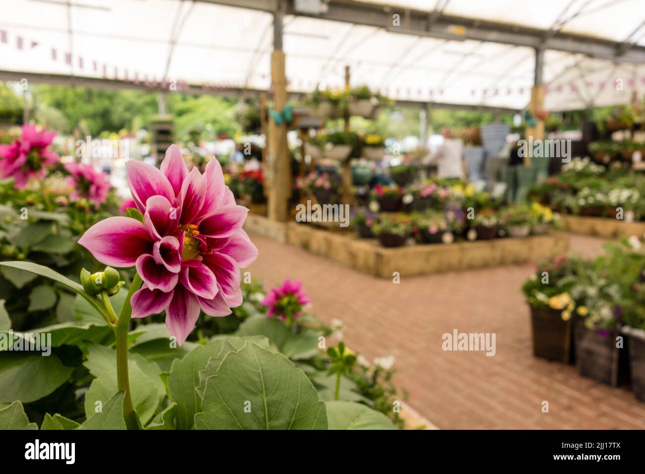 Nailsworth Garden Centre, Gloucestershire, UK Stock Photo Alamy
