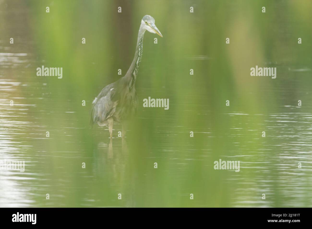 Grey heron Ardea cinerea Long neck and legs long dagger like bill blue grey back and wings whitish head neck underparts black streaks neck and breast Stock Photo