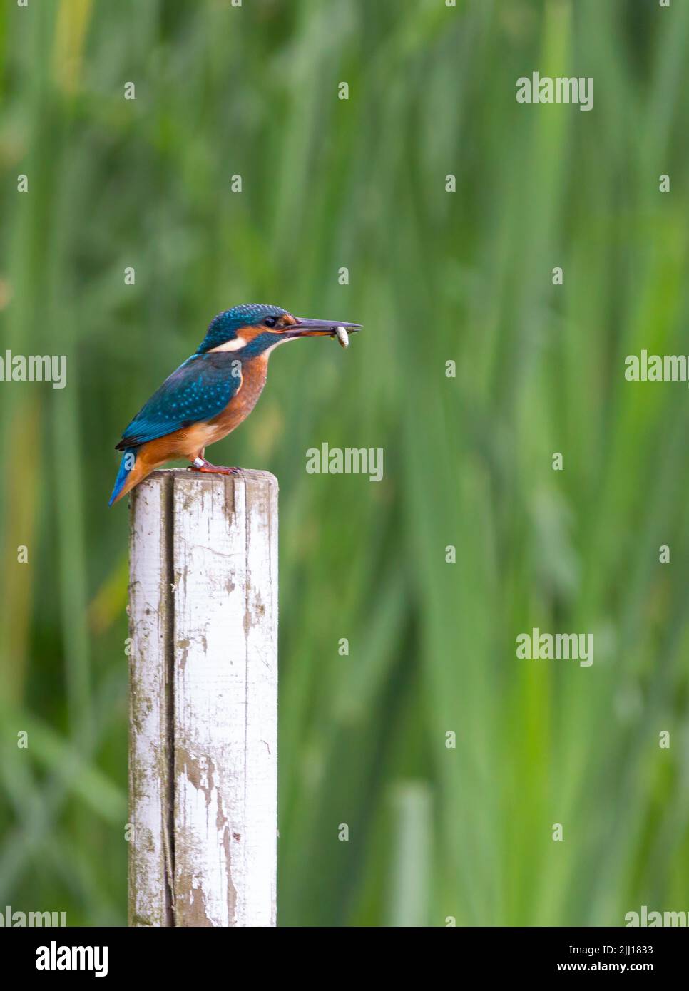 Kingfisher on post with reeds in background (alcedo atthis) electric blue and orange colours a little muted in shade female has orange lower bill Stock Photo