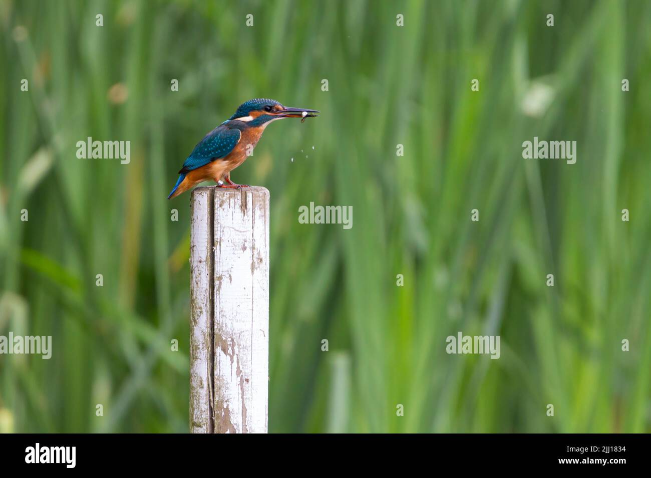 Kingfisher on post with reeds in background (alcedo atthis) electric blue and orange colours a little muted in shade female has orange lower bill Stock Photo