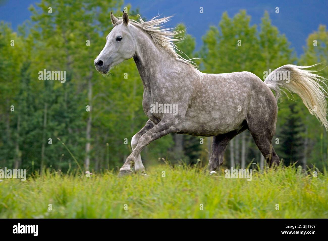 Arabian Gelding ' Diamond ' galloping, portrait closeup Stock Photo