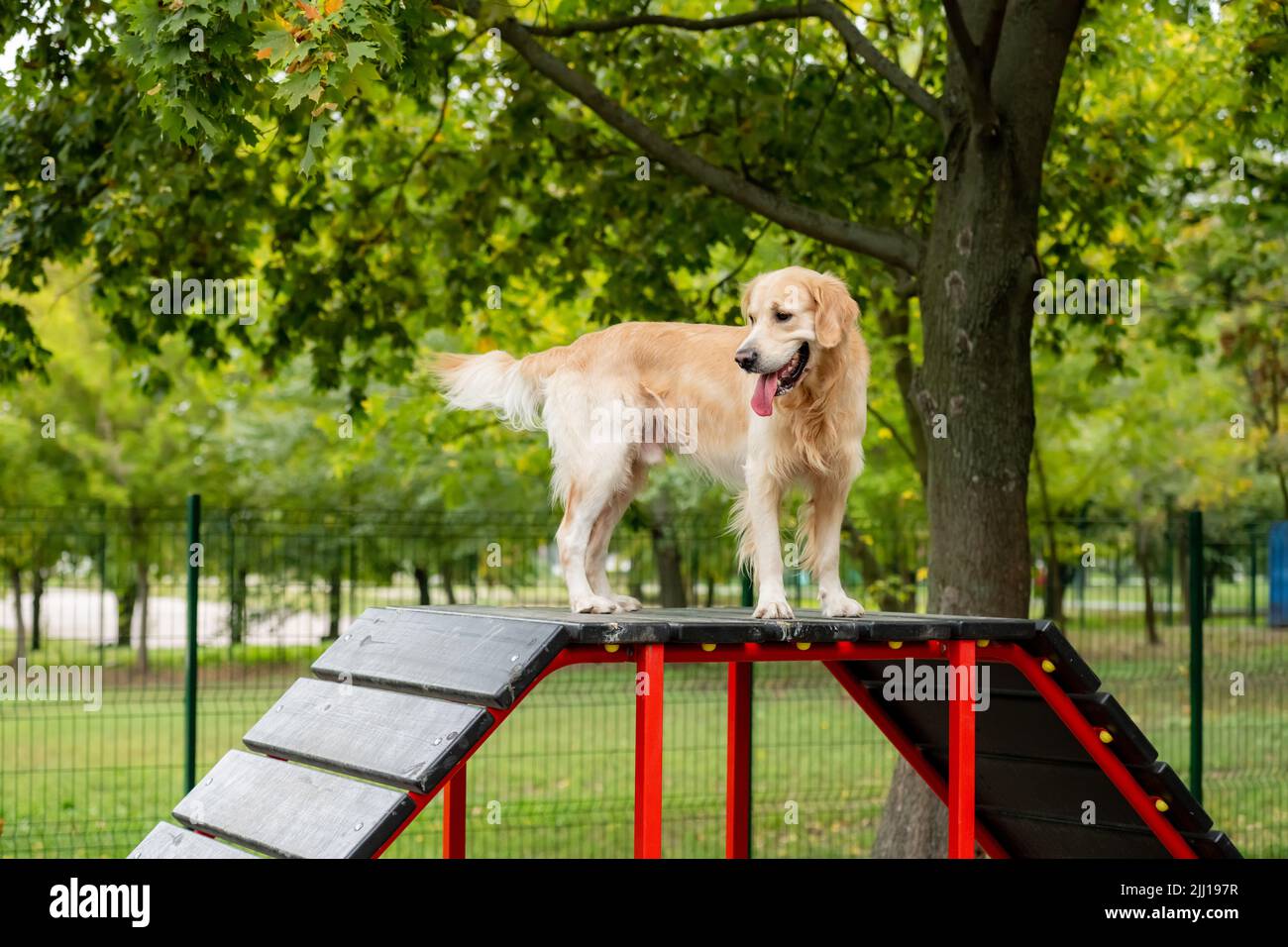 Golden retriever dog exercising Stock Photo