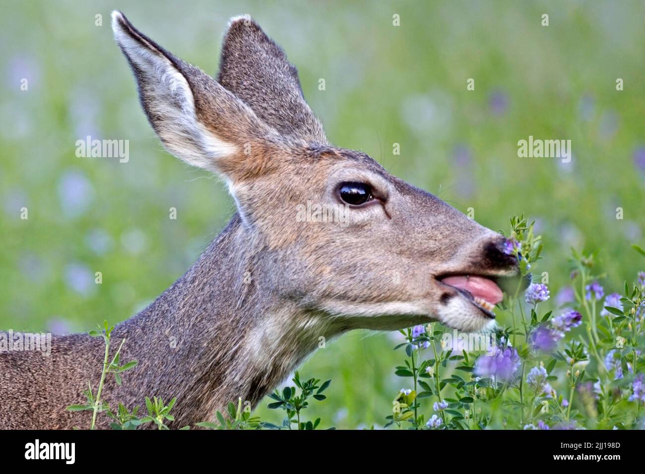 Mule Deer Doe feeding on clover plants in a meadow, closeup Stock Photo