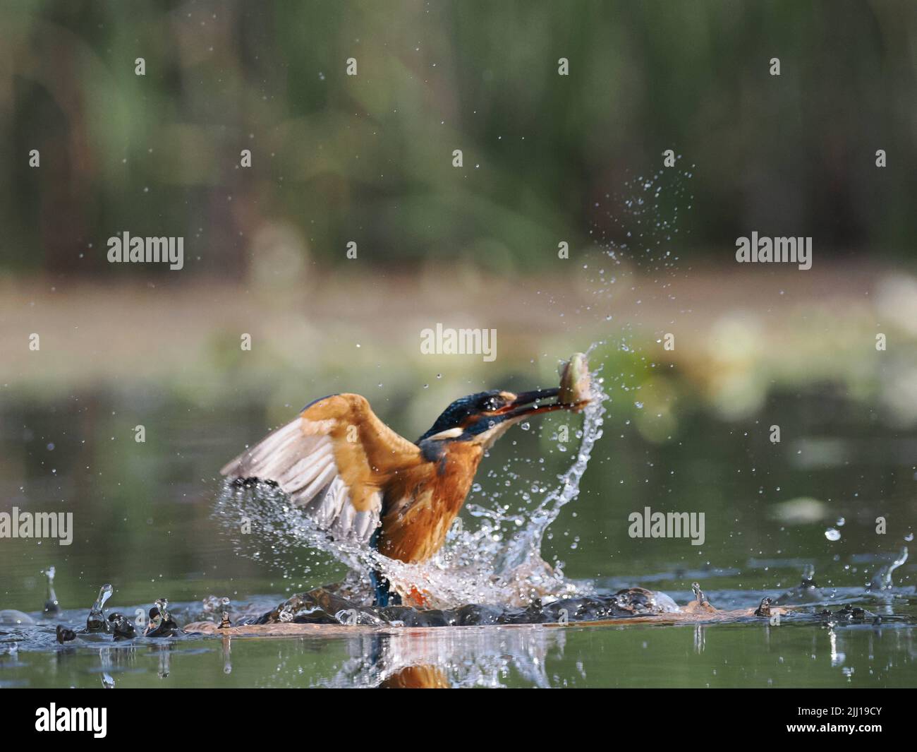 The kingfisher emerges from the water with a successful catch. UK: THESE BEAUTIFUL images mark a momentous occasion for this blind photographer as he Stock Photo