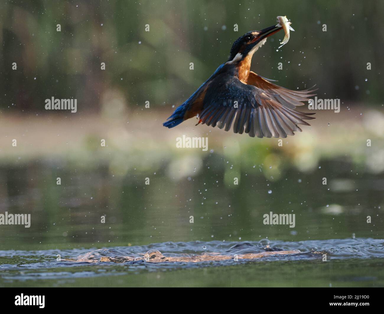 Flapping its wings, the kingfisher leaves happy. UK: THESE BEAUTIFUL images mark a momentous occasion for this blind photographer as he finally achiev Stock Photo