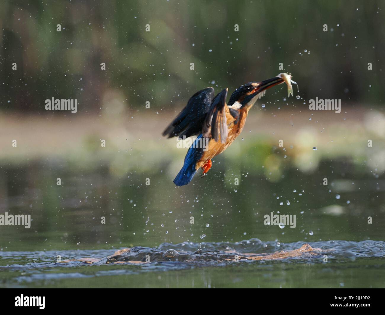 The kingfisher with its catch. UK: THESE BEAUTIFUL images mark a momentous occasion for this blind photographer as he finally achieves his dream show, Stock Photo