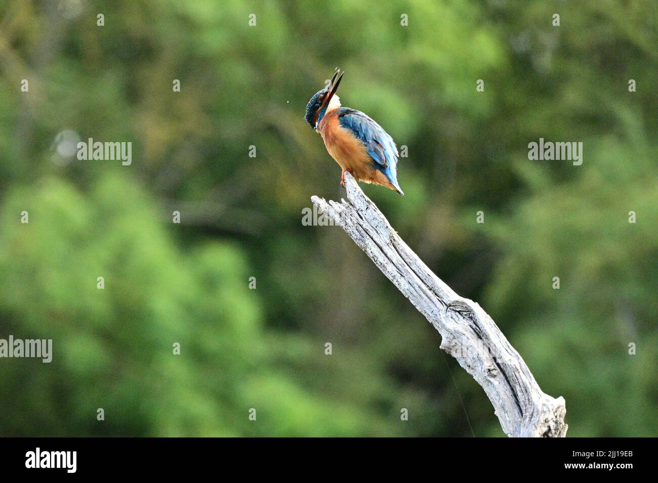 The kingfisher perches on a branch. UK: THESE BEAUTIFUL images mark a momentous occasion for this blind photographer as he finally achieves his dream Stock Photo